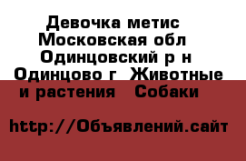 Девочка-метис - Московская обл., Одинцовский р-н, Одинцово г. Животные и растения » Собаки   